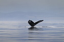 Humpback whale (Megaptera novaeangliae), buiobuione