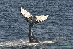Humpback whale, bar harbor maine