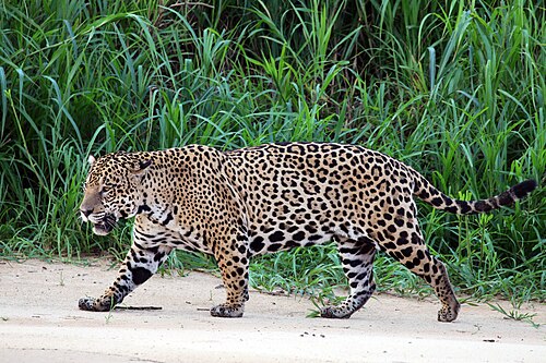 Jaguar (Panthera onca), palustris male three brothers river