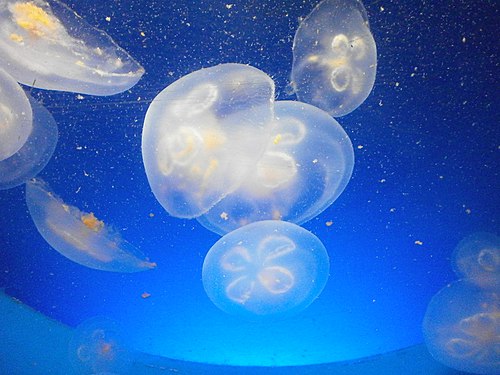 Moon jellyfish (Aurelia aurita)