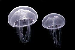 Moon jellyfish, cnidaria luc viatour