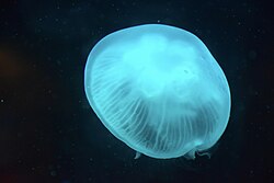 Moon jellyfish, sealife sydney ank kumar infosys limited