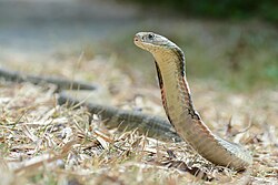 King cobra (Ophiophagus hannah), kaeng krachan national park