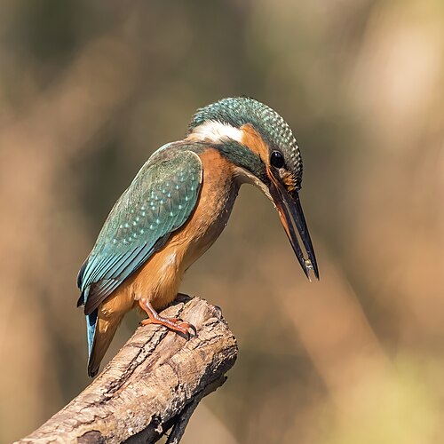 Common kingfisher, ispida female