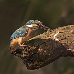 Common kingfisher, ispida female with dragonfly larva