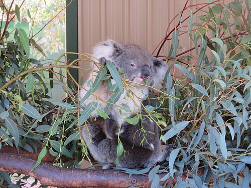Koala, caversham wildlife park september