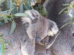 Koala, caversham wildlife park september