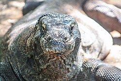 Komodo dragon