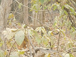 Leopard (Panthera pardus), raju kasambe dscn1658