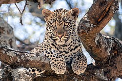Leopard, juvenile serengeti national park giles laurent