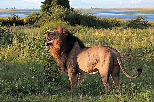 Lion (Panthera leo), old male chobe