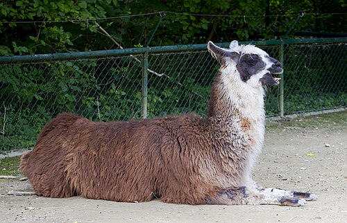 Llama (Lama glama), tierpark hellabrunn múnich alemania dd