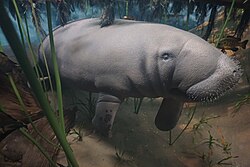 Manatee (Trichechus manatus), milwaukee public museum april southeast blue springs florida