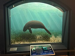 Manatee, west indian diorama american museum natural history