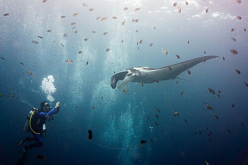 Giant oceanic manta ray