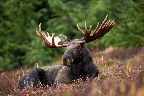 Moose, male takes rest field during light rainshower