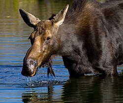 Moose, grand teton national park