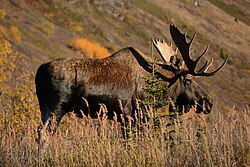 Moose, alaska