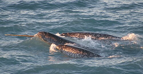 Narwhal, pod