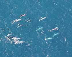 Narwhal, pod