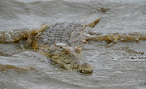 Nile crocodile (Crocodylus niloticus), day