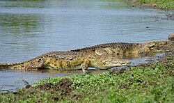 Nile crocodile, day female getting out water