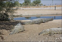 Nile crocodile, crocoloco zachi evenor