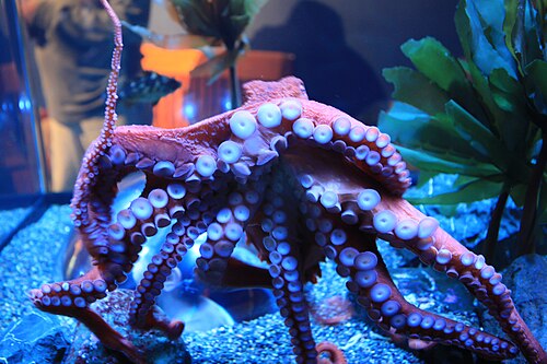 Giant Pacific octopus (Enteroctopus dofleini)