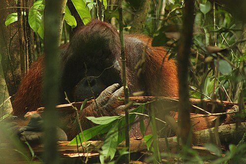 Orangutan (Pongo pygmaeus), kalimantan