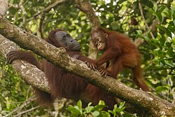 Orangutan, bornean tanjung putting national park