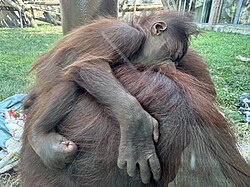 Orangutan, baby grip
