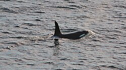 Orca