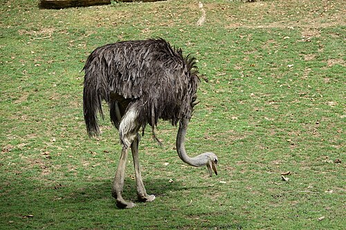 Ostrich, autruche d afrique