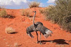 Ostrich, juvenile south african kalahari desert namibia giles laurent