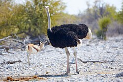 Ostrich, left