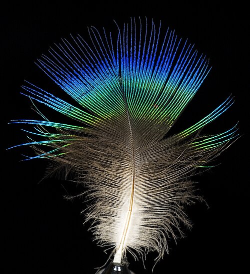 Indian peafowl (Pavo cristatus), feather male