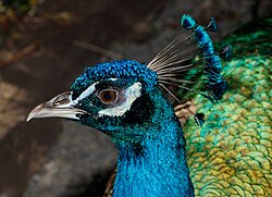 Indian peafowl, maroparque