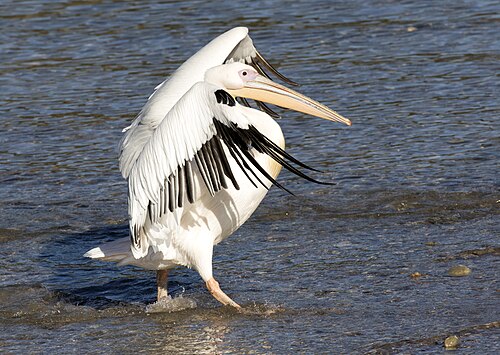 Great white pelican (Pelecanus onocrotalus)