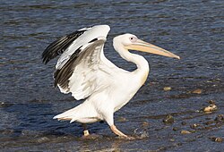 Great white pelican