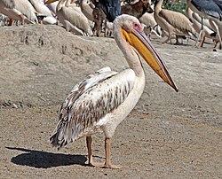 Great white pelican