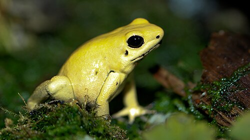 Golden poison frog (Phyllobates terribilis), dart