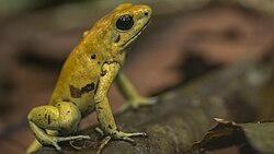 Golden poison frog, rana dardo