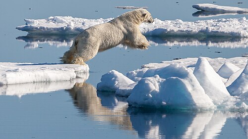 Polar bear (Ursus maritimus), drift ice region north svalbard