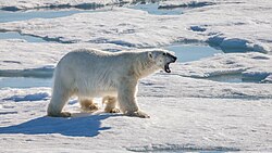 Polar bear, after unlucky hunt for seal