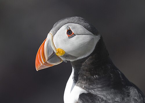 Atlantic puffin