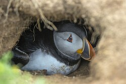 Atlantic puffin, burrow