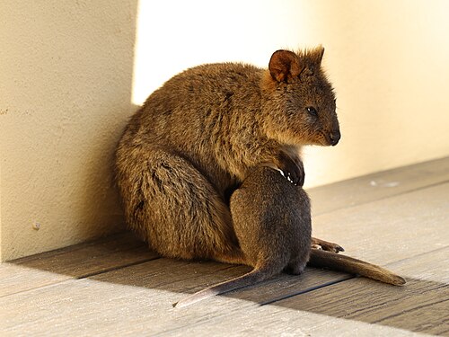 Quokka, joey rottnest bakery july