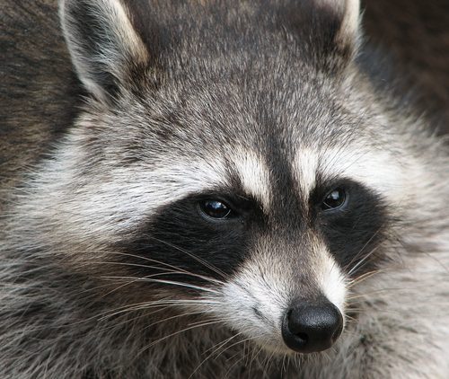 Raccoon (Procyon lotor)