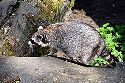 Raccoon, raton laveur commun