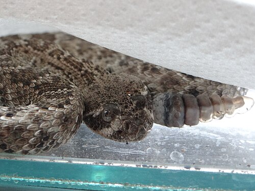 Western diamondback rattlesnake, young vivarium de meyrin
